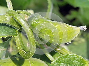 Spikes on green plant