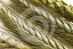 Spikes of green wheat photo