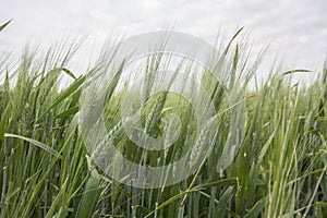 Spikes of green wheat in spring