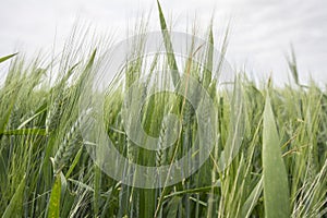 Spikes of green wheat in spring