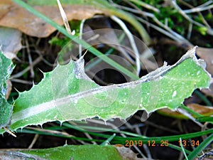 Spikes leaf green grass