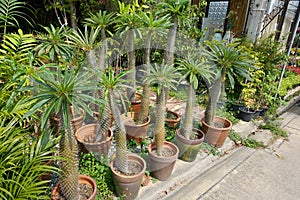 The spikes of a Madagascar palm tree Pachypodium lamerei