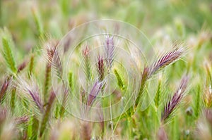 Spikes in Meadow photo