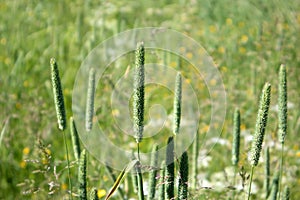 Spikes of perennial grass phleum pratense