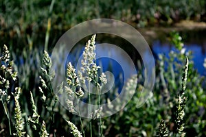 Spikes of perennial grass phleum pratense close up