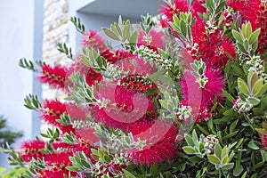 Spikes of red flowers of bottlebrush plant.