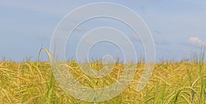 Spikes of ripening rye on an agricultural field.