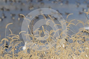 Spikes of timothy grass