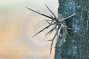 Spikes on the tree