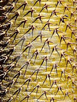 Spikes on a tree trunk