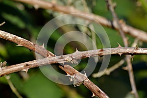 Spikes on twigs of blackberry