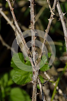 Spikes on twigs of blackberry