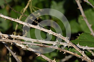 Spikes on twigs of blackberry