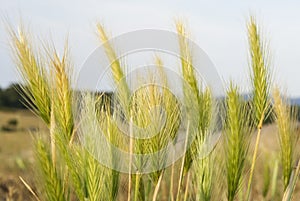 Spikes of wheat