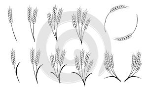 Spikes of wheat, barley, oats or rice isolated on white background. Vector