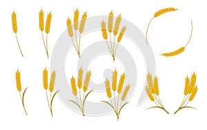 Spikes of wheat, barley, oats or rice isolated on white background. Vector