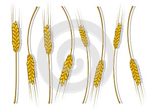 Spikes of wheat, barley or rye are woven into one bundle