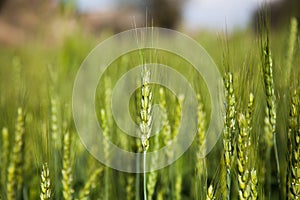 Spikes of wheat crop