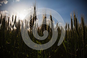 Spikes of wheat crop