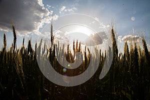 Spikes of wheat crop