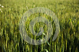 Spikes of wheat crop