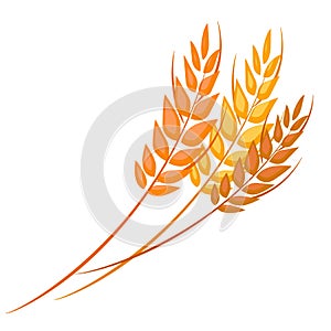 Spikes of wheat with grains. Whole stalks. Isolated vector illustration