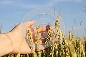 Spikes of Wheat in Hand against the Blue Sky