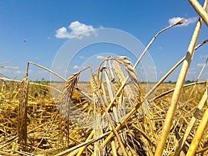 spikes of wheat ready for harvest. The end of the summer. Blurred field as background