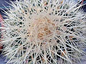 Spikey cactus