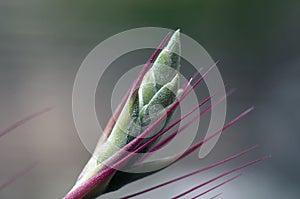 Spikey cactus bud