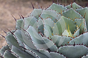 Spikey cactus photo