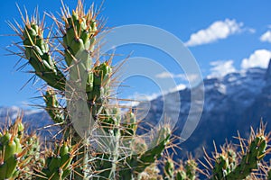 Spikey Cactus photo