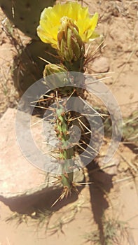 Spikey Cactus Leaf - Macro