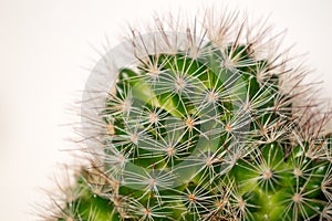 Spikey cactus macro shot