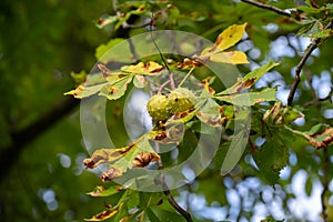 Spikey capsules and yellow and green foilage of Aesculus Hippocastanum, the horse chestnut.