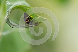 Spikey ladybug larvae hunting for louses on a green plant as useful animal and beneficial organism helps garden lovers protect