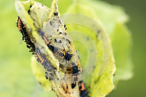 Spikey ladybug larvae hunting for louses on a green plant as useful animal and beneficial organism helps garden lovers protect