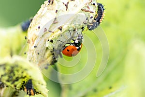 Spikey ladybug larvae hunting for louses on a green plant as useful animal and beneficial organism helps garden lovers protect