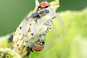 Spikey ladybug larvae hunting for louses on a green plant as useful animal and beneficial organism helps garden lovers protect