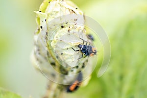 Spikey ladybug larvae hunting for louses on a green plant as useful animal and beneficial organism helps garden lovers protect