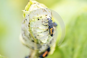 Spikey ladybug larvae hunting for louses on a green plant as useful animal and beneficial organism helps garden lovers protect