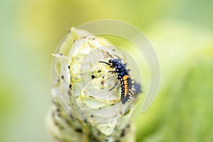 Spikey ladybug larvae hunting for louses on a green plant as useful animal and beneficial organism helps garden lovers protect