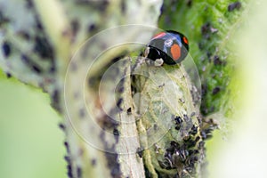 Spikey ladybug larvae hunting for louses on a green plant as useful animal and beneficial organism helps garden lovers protect