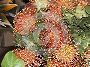 Spikey orange and yellow Flowers in Funchal Madeira