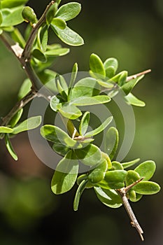 Spikey Plant