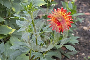 Spikey Red dahlia