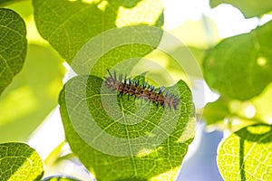 Spikey worm in the shade on a green leaf