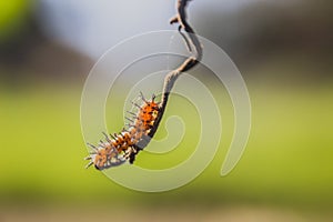 Spikey worm in the sun on a twig