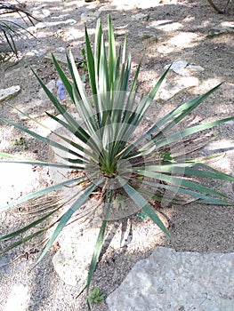 Spikey Yucca Plant in Shadows