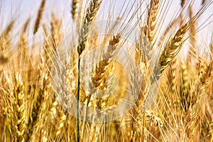 Spiking golden ears of wheat close-up